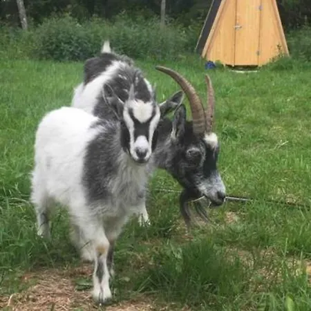 Niiralan Tila : Skyview * Pahojoki