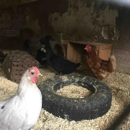 Niiralan Tila : Skyview Luxusní stan Pahojoki